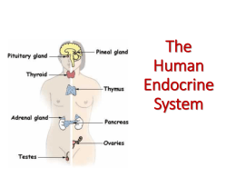 EndocrineSystem - davis.k12.ut.us