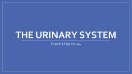 The Urinary System - Mrs. Roeders Class