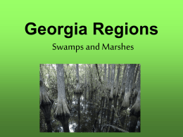 Georgia Regions Swamps