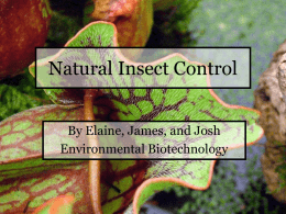Natural Insect Control