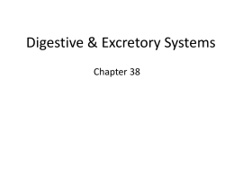 Ch_ 38 Digestive _ Excretory Systems-PPT