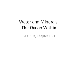 Water and Minerals: The Ocean Within