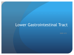 Lower Gastrointestinal Tract - Jacqueline Farralls Portfolio