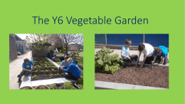 The Y6 Vegetable Garden Competition
