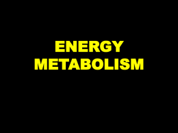 Energy Metabolism3