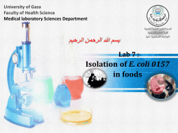 lab-9.-E.-coli-O157