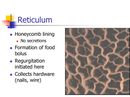 Reticulum Honeycomb lining Formation of food bolus