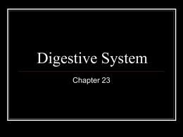 Ch. 23 Digestion
