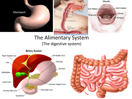 The_Alimentary_Systemx