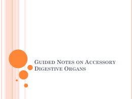 Guided Notes on Accessory Digestive Organs