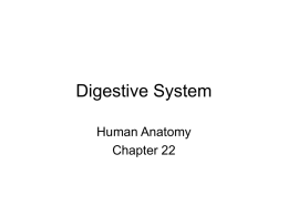 Digestive System - El Camino College