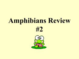 Amphibians Review #2