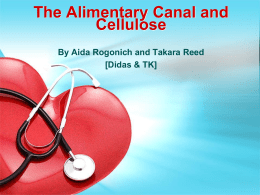 Cellulose and the Alimentary Canal