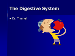 The Digestive System - Valhalla High School