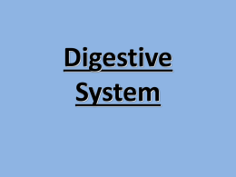PowerPoint Presentation - The Human Digestive System