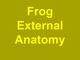 Frog External Anatomy