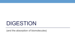 Digestion Digesiton