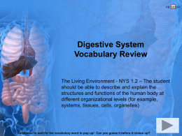 Digestive System Vocabulary Review