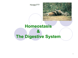 The Digestive System - Anoka-Hennepin School District 11