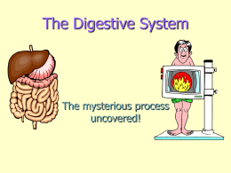 The Digestive System - University of Dallas