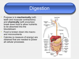 Nutrition & Digestion - Mr. Mazza's BioResource