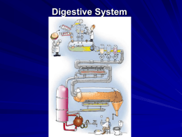 Digestive System - Salisbury Composite High School