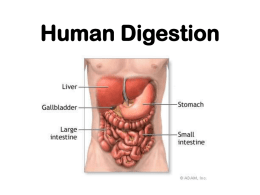 Human Digestion - I Love Science
