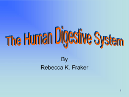 PowerPoint Presentation - The Human Digestive System