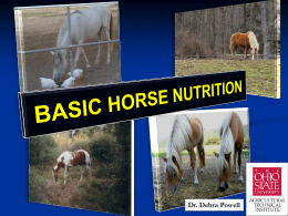 BASIC HORSE NUTRITION