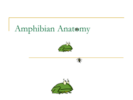 Amphibian Anatomy