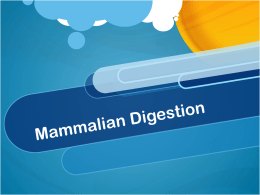 Mammalian Digestion