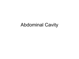 Abdominal Cavity - Maryville University