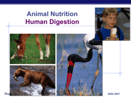 Digestion ppt - Explore Biology