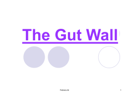 The Gut Wall - A level biology