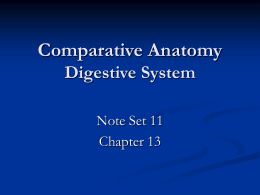 Comparative Anatomy Digestive System
