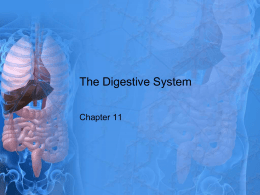 The Digestive System - Catherine Huff's Site