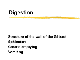 Layers of the digestive tube - Chicagoland Jewish High School