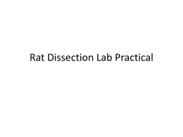 Rat Dissection Lab Practical