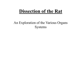 Dissection of the Rat