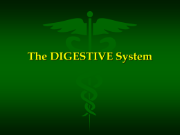 The DIGESTIVE System