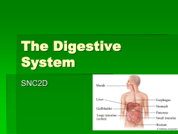 The Human Digestive System - Frontenac Secondary School