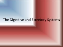 The Digestive and Excretory Systems