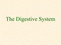 The Digestion System - University of Minnesota