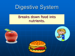 Digestive System - Franklin Township Board of Education