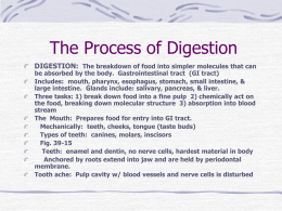 The Process of Digestion - Fox Valley Lutheran High School