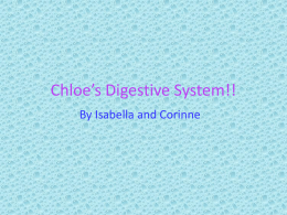 Digestive System!!