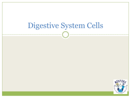 Digestive System Cells