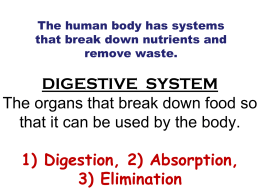 DIGESTIVE SYSTEM The organs that break down food so that it can