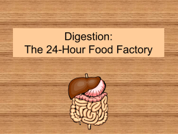 Digestion: The 24-Hour Food Factory