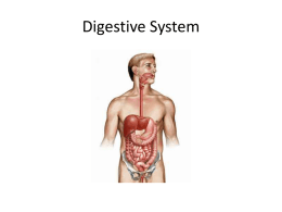 Digestive System A. Food must be broken down into nutrients in a